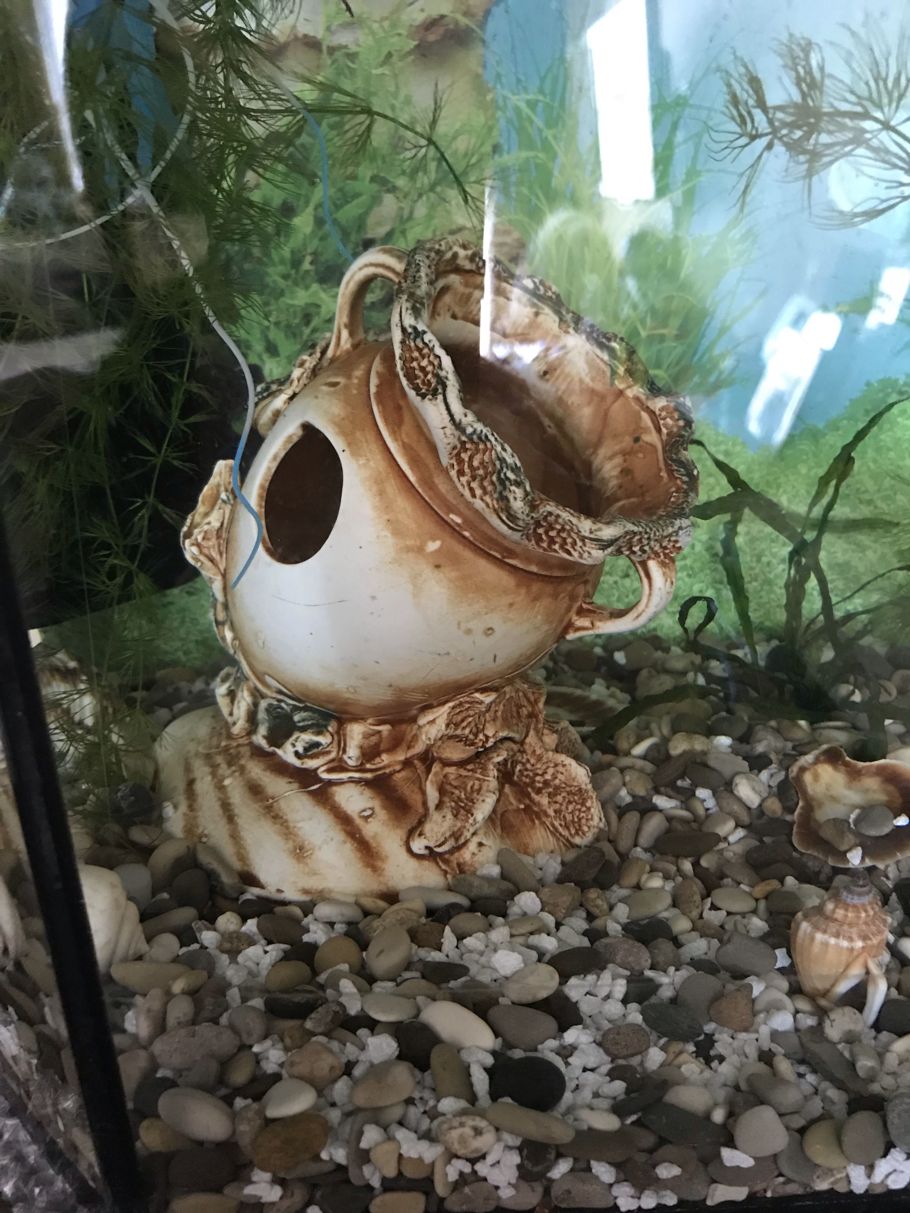 Фотография покупателя товара Декорация для аквариума "Амфора на ракушке", 12 х 15 х 16 см, микс