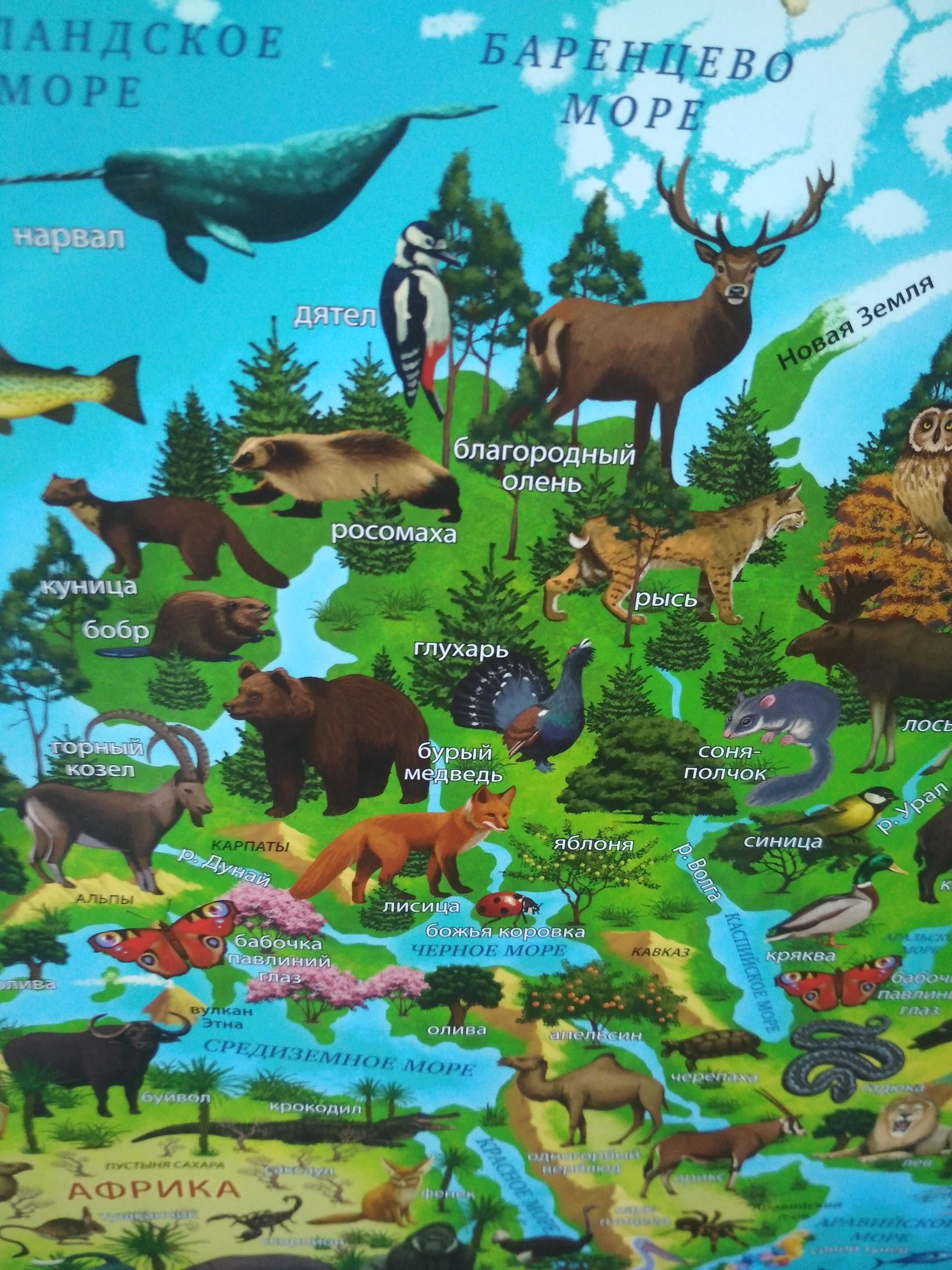 Фотография покупателя товара Карта Мира географическая для детей "Животный и растительный мир Земли", 101 х 69 см, ламинированная - Фото 30