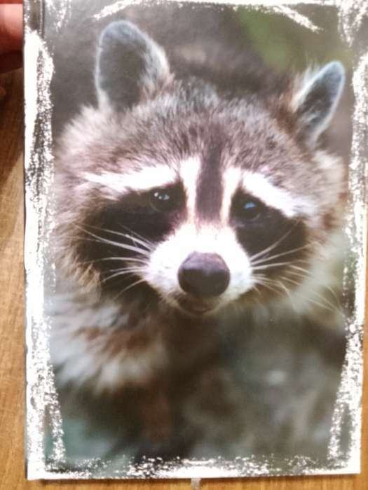 Фотография покупателя товара Колледж-тетрадь в твёрдой обложке А5, 120 листов в клетку "Дикие животные - Енот" блок офсет
