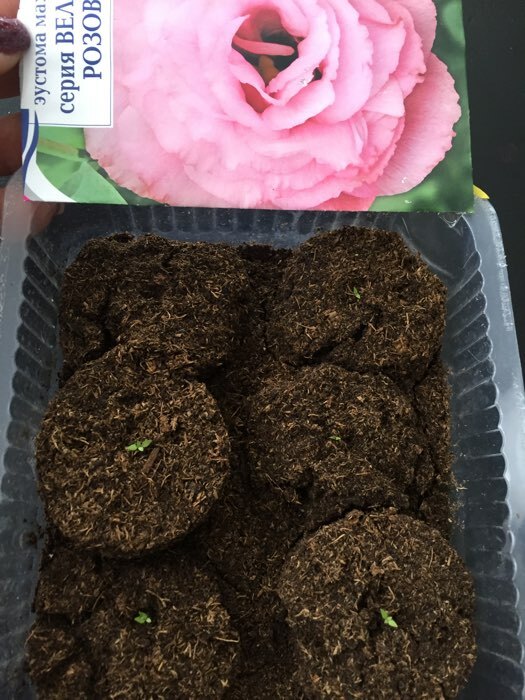 Фотография покупателя товара Семена цветов Эустома махровая "Велюр", розовая, F1, в ампуле, 0,005 г. - Фото 9
