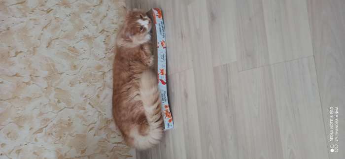 Фотография покупателя товара Когтеточка из картона с кошачьей мятой «Когтеточка-антистресс», волна, 45 х 24 см - Фото 6