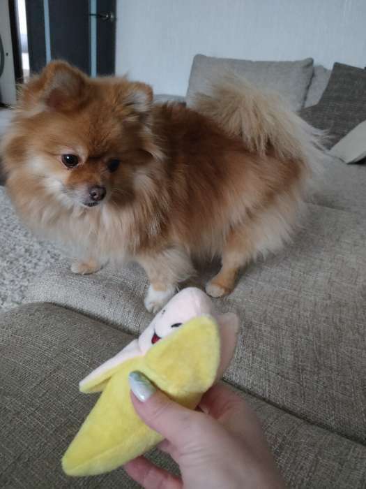 Фотография покупателя товара Игрушка для собак "Банан", 14 см