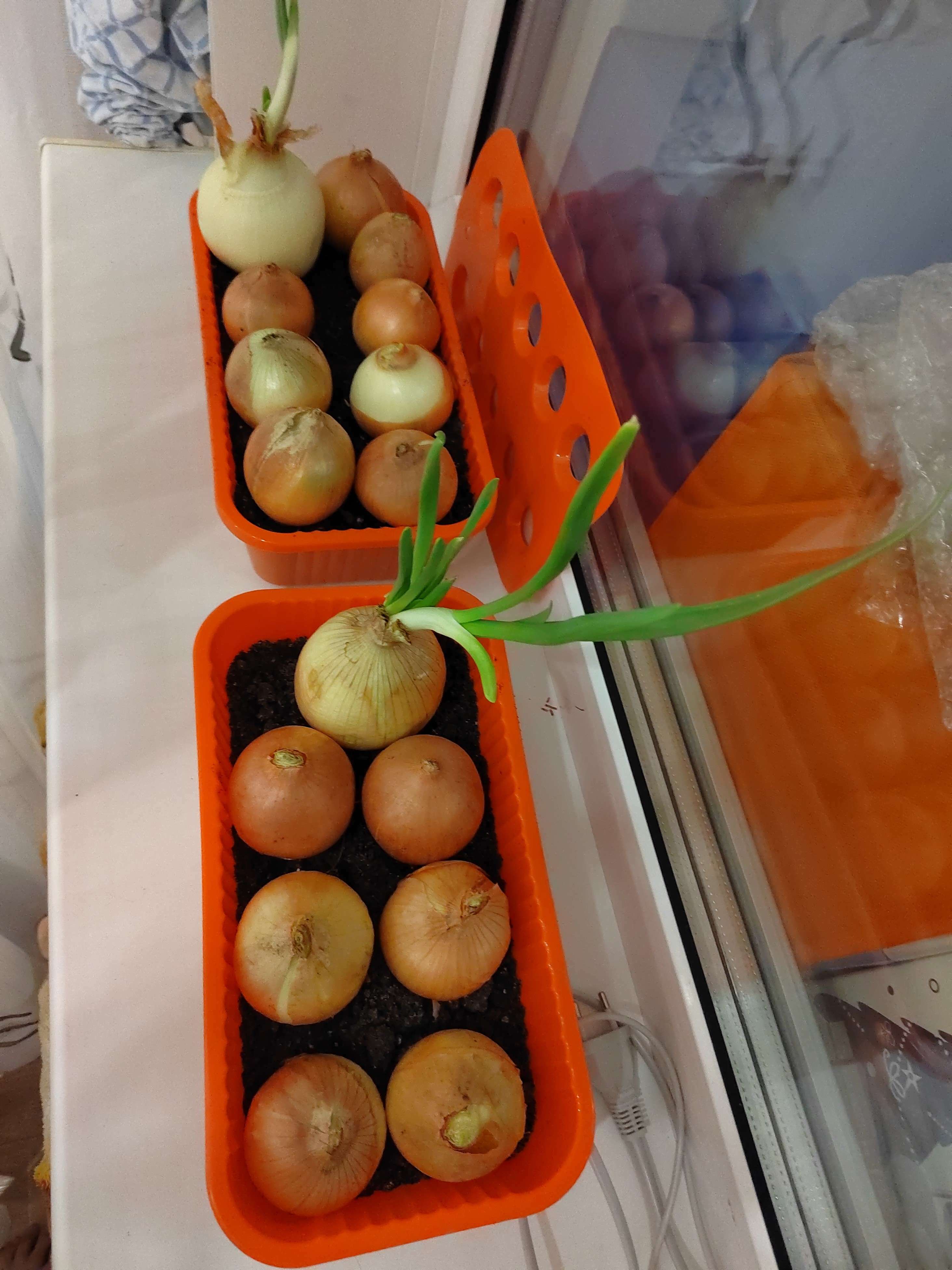 Фотография покупателя товара Ящик для выращивания зелёного лука, 29 × 16 × 8,5 см, 2,5 л, 10 лунок, оранжевый, Greengo - Фото 2