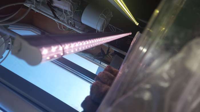 Фотография покупателя товара Фитосветильник светодиодный Luazon, 18 Вт, 1200 мм, IP40, 220 В, полноспектральный - Фото 7