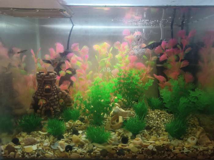 Фотография покупателя товара Растение искусственное аквариумное, 4 х 20 см, розово-зелёное - Фото 1