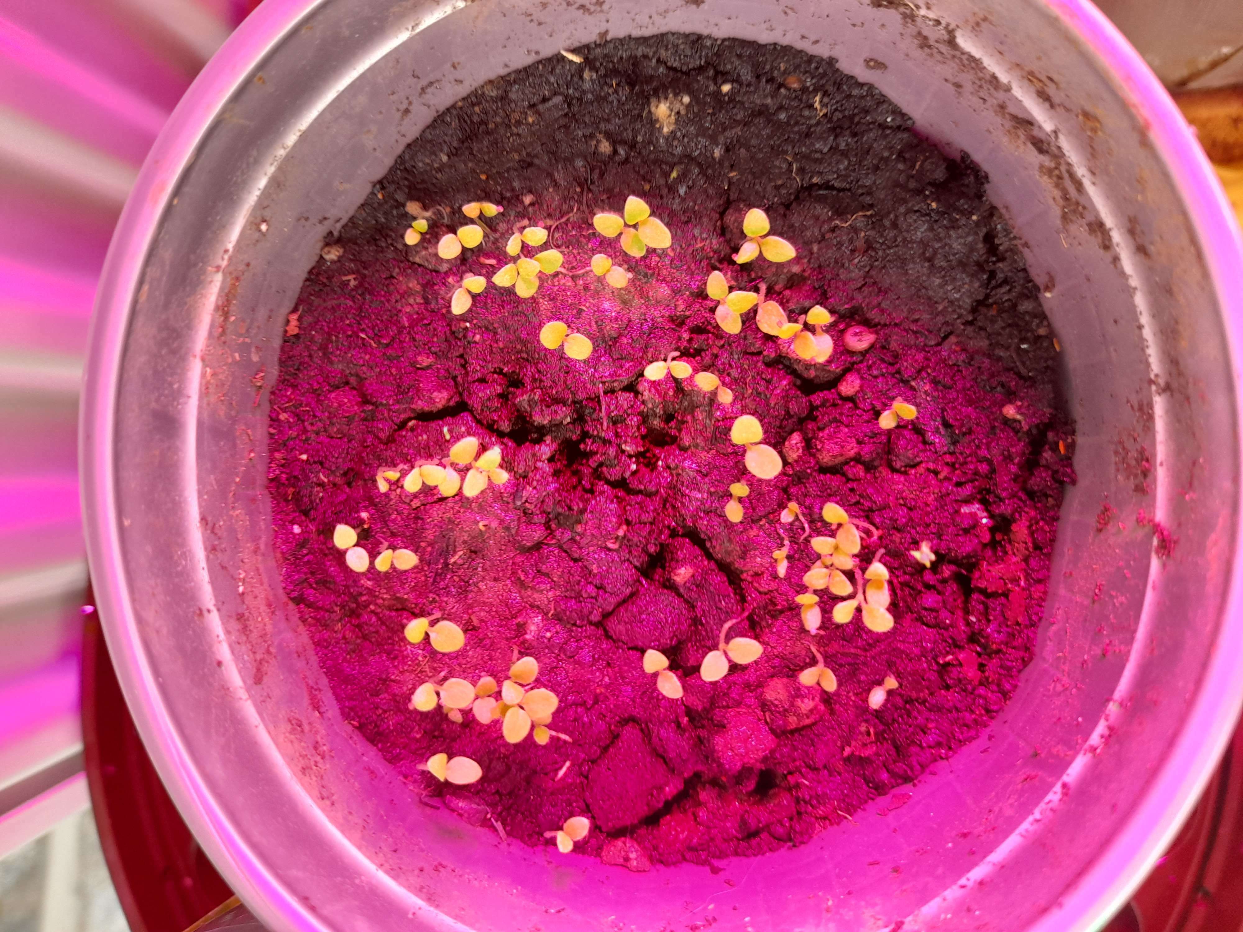 Фотография покупателя товара Семена цветов Петуния "Розовая пенка", О, цп, 0,1 г