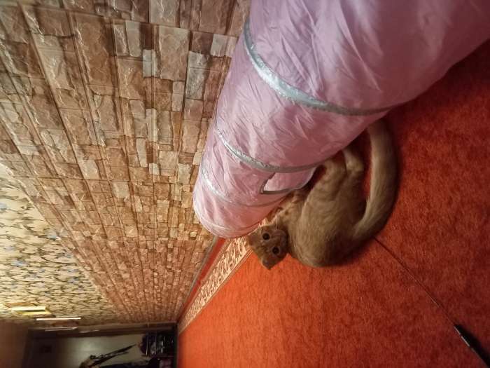 Фотография покупателя товара Туннель для кошек с 2 игрушками, 120 х 25 см, розовый - Фото 1