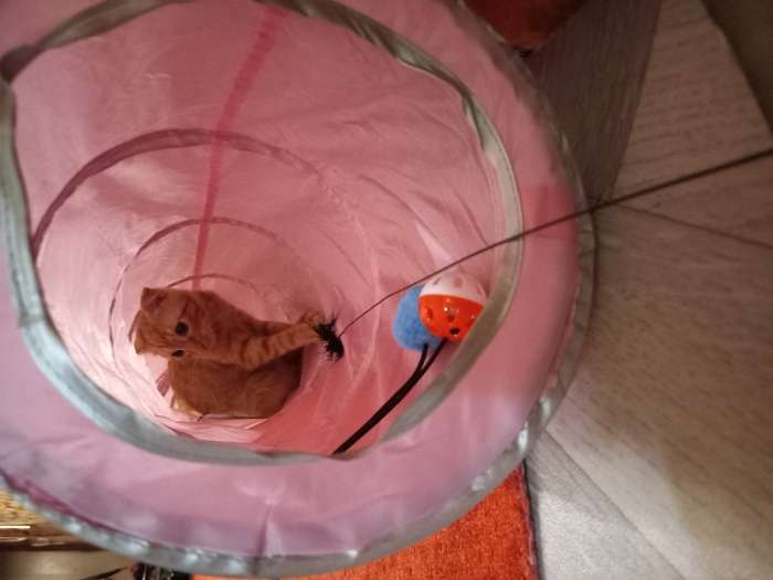 Фотография покупателя товара Туннель для кошек с 2 игрушками, 120 х 25 см, розовый - Фото 2