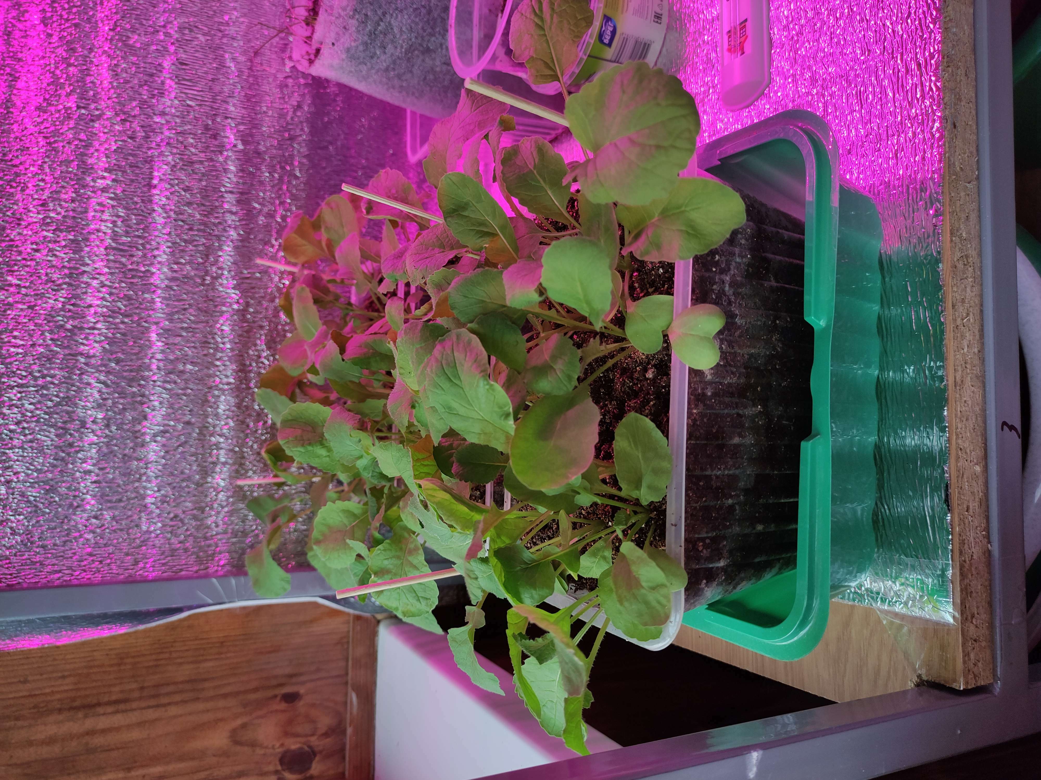 Фотография покупателя товара Семена Редис "Мечта Алисы",  F1, 1 г - Фото 6