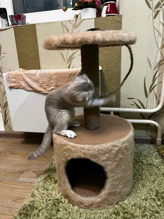 Фотография покупателя товара Домик для кошек с когтеточкой круглый, джут, 35 х 35 х 64 см, бежевый - Фото 3