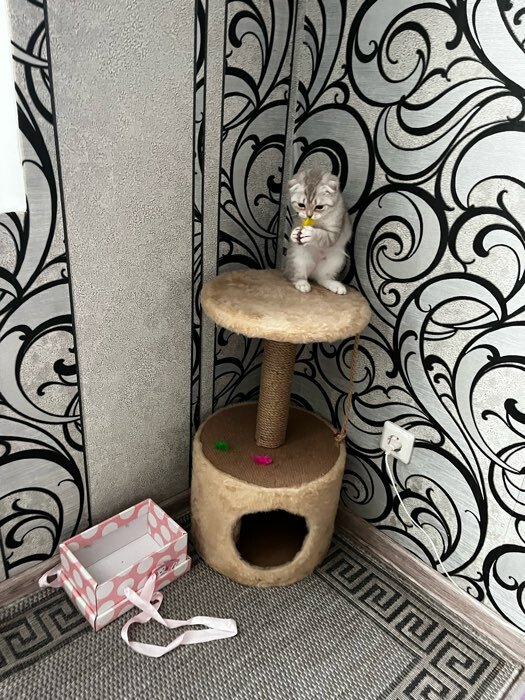Фотография покупателя товара Домик для кошек с когтеточкой круглый, джут, 35 х 35 х 64 см, серый - Фото 5