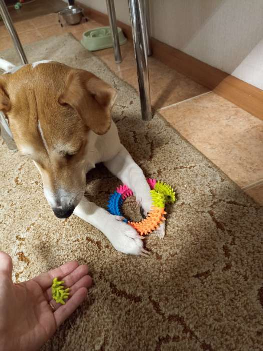 Фотография покупателя товара Игрушка жевательная для собак "Кусочек счастья", 12 см, разноцветная - Фото 3