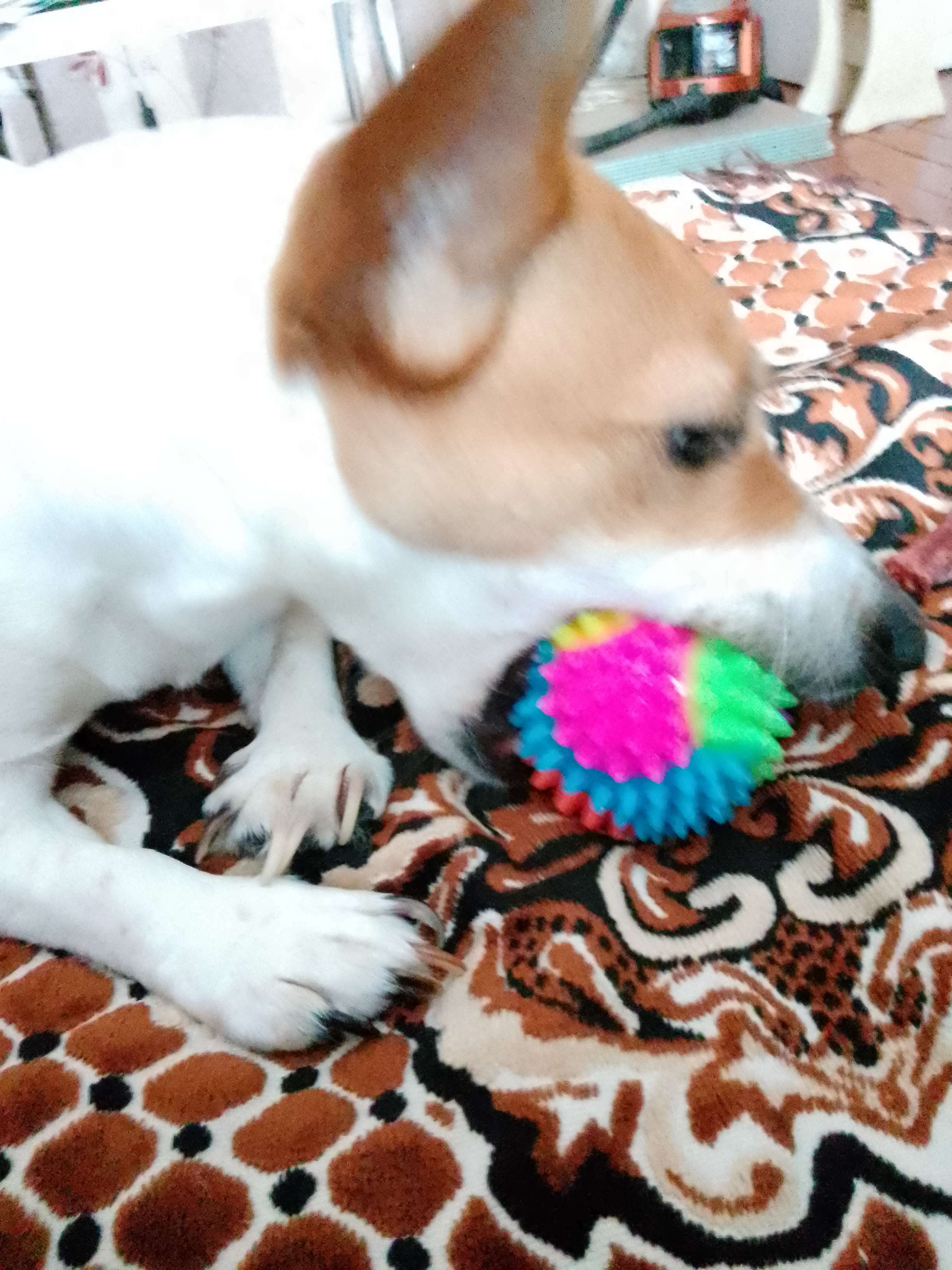 Фотография покупателя товара Мяч для собак светящийся, TPR, 7,5 см, микс цветов - Фото 1