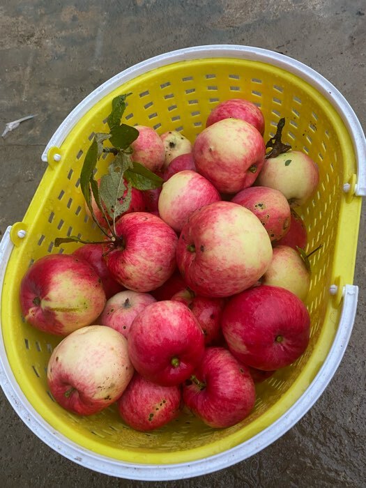 Фотография покупателя товара Ёмкость для сбора урожая «Лукошко», цвет МИКС - Фото 5