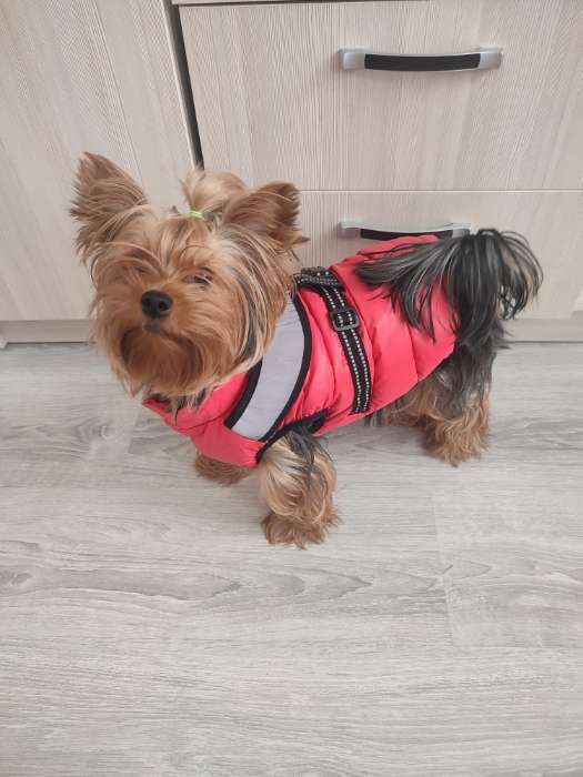 Фотография покупателя товара Куртка для собак со светоотражающей шлейкой, размер 12 (ДС 28, ОГ 38, ОШ 27), красная - Фото 2