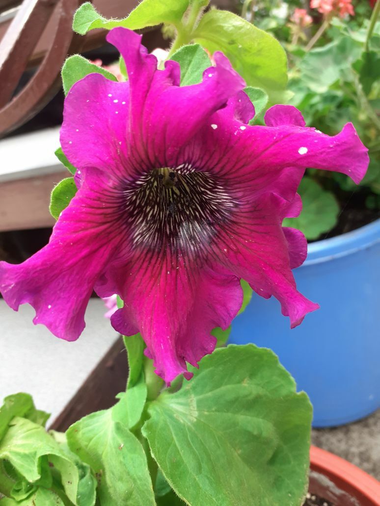 Фотография покупателя товара Семена цветов Петуния "Триумф пурпур" F1, О, 10шт - Фото 1