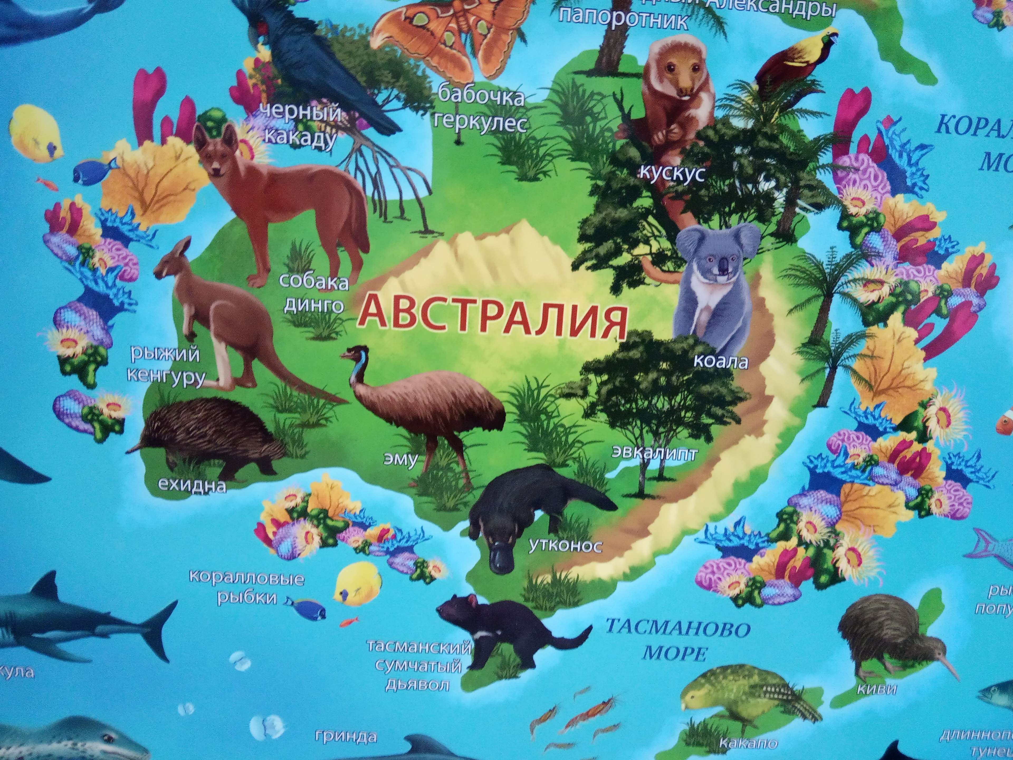 Фотография покупателя товара Карта Мира географическая для детей "Животный и растительный мир Земли", 101 х 69 см, ламинированная - Фото 6