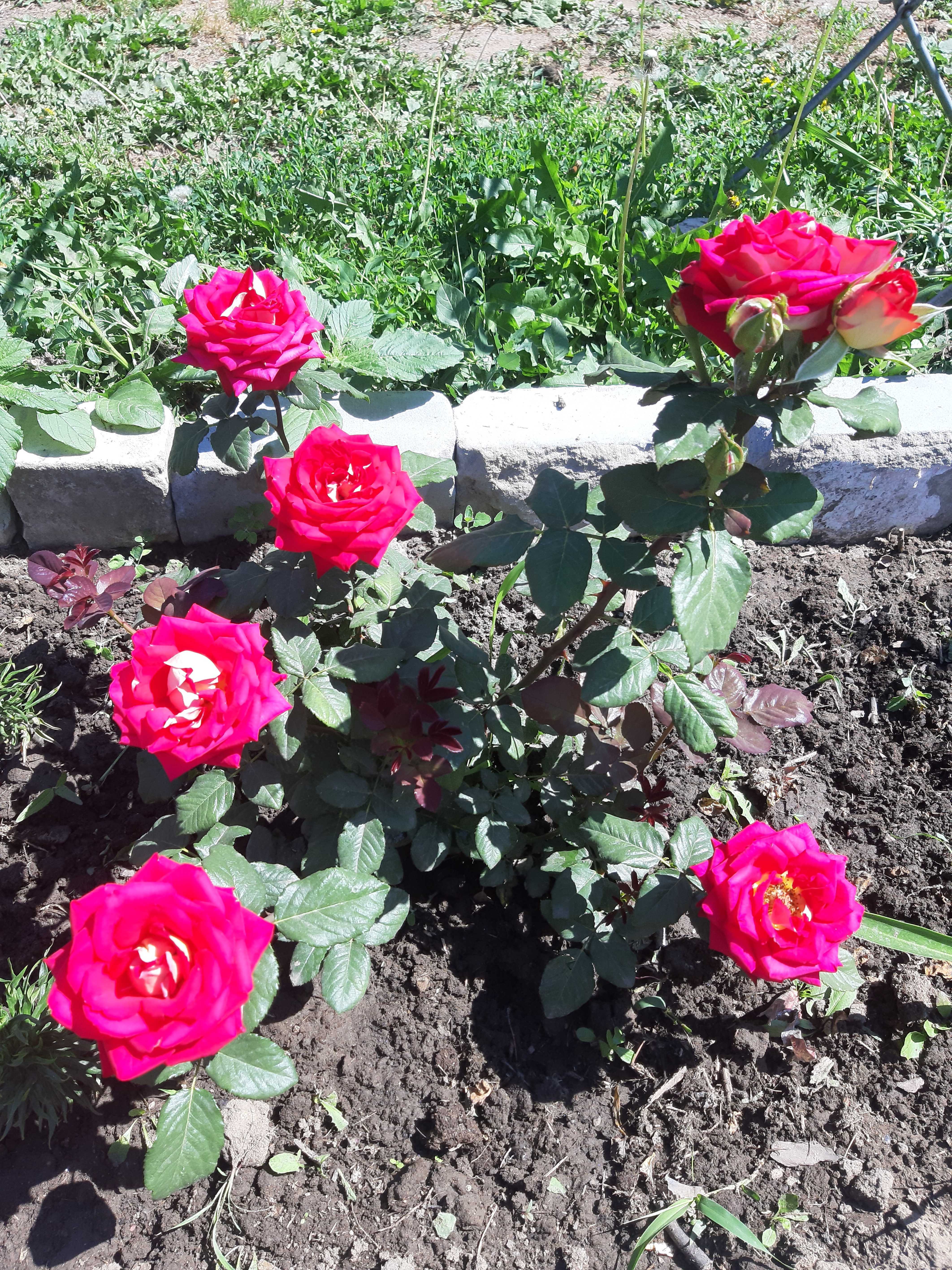 Фотография покупателя товара Саженец розы Дабл Делайт, Весна 2024, 1 шт. - Фото 7