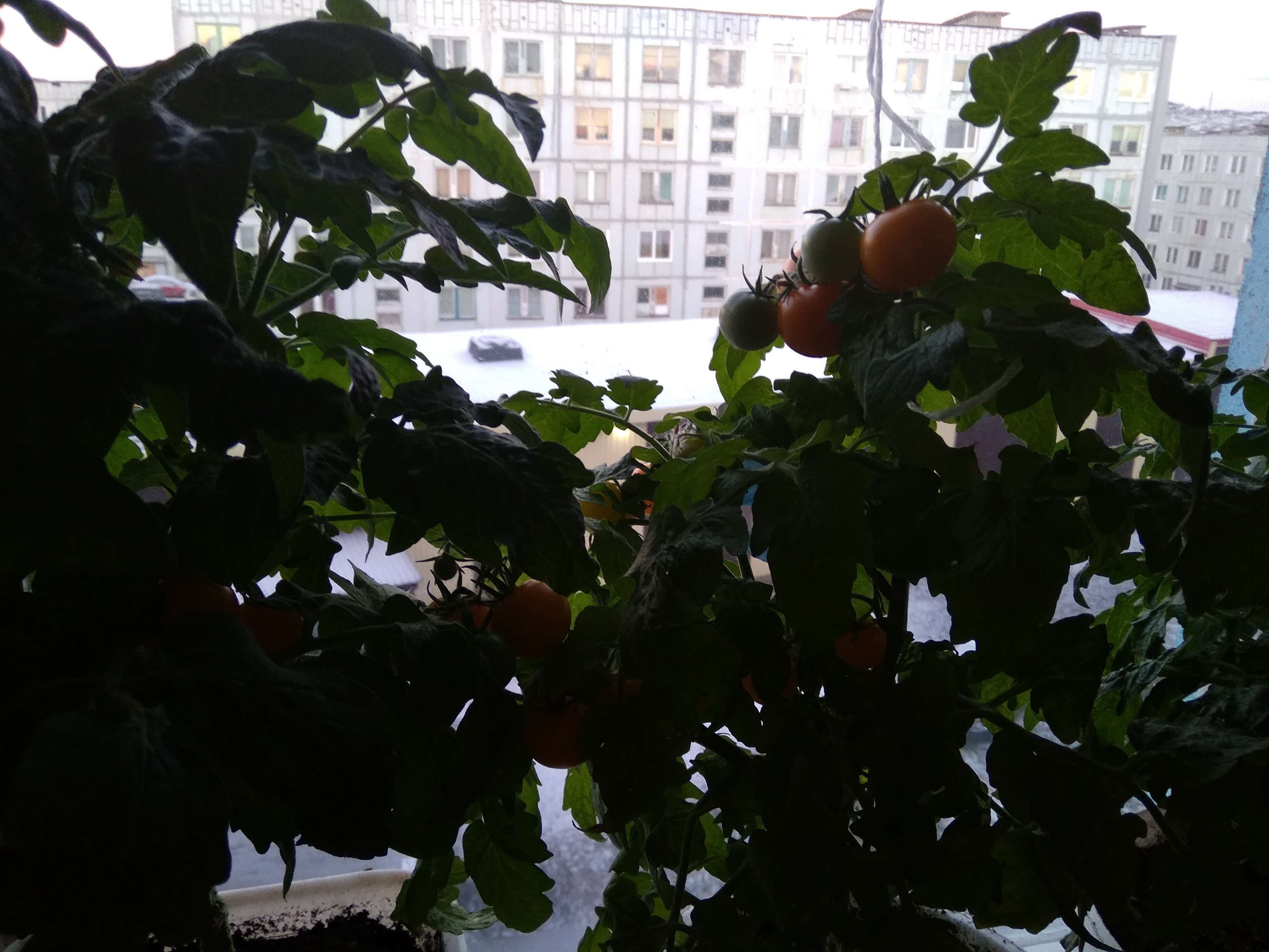 Фотография покупателя товара Семена Томат "Синичка", очень ранний, детерминантный,низкорослый, 0,05 г - Фото 26