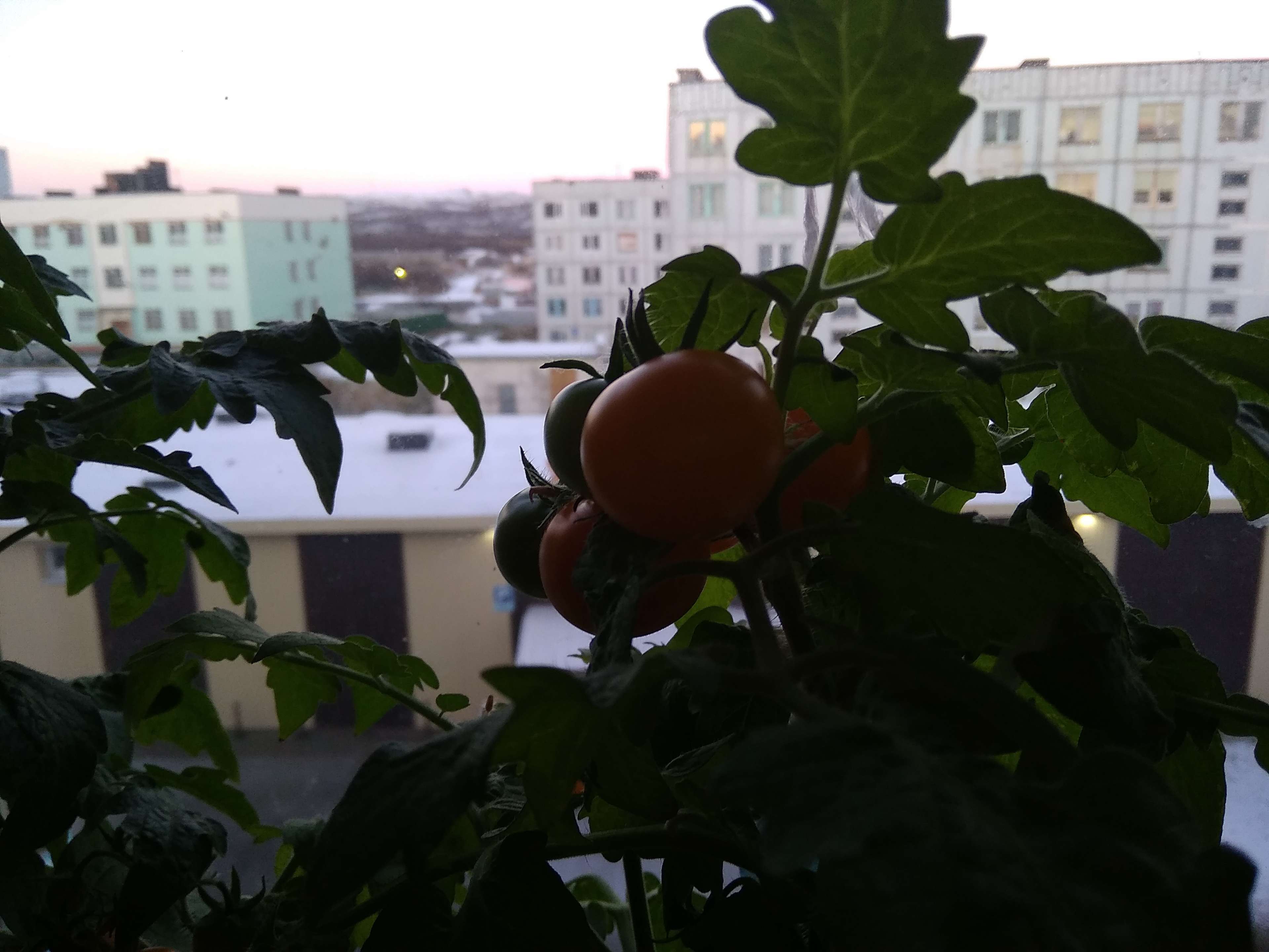 Фотография покупателя товара Семена Томат "Синичка", очень ранний, детерминантный,низкорослый, 0,05 г - Фото 27