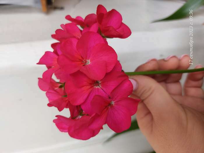 Фотография покупателя товара Семена комнатных цветов Пеларгония "Виолет", 4 шт. - Фото 14