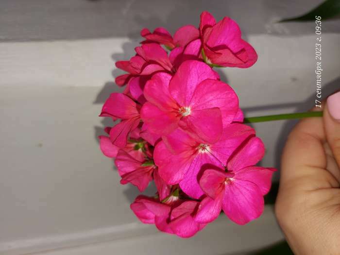 Фотография покупателя товара Семена комнатных цветов Пеларгония "Виолет", 4 шт.
