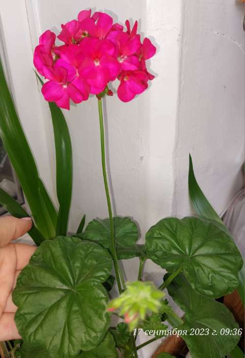 Фотография покупателя товара Семена комнатных цветов Пеларгония "Виолет", 4 шт. - Фото 16