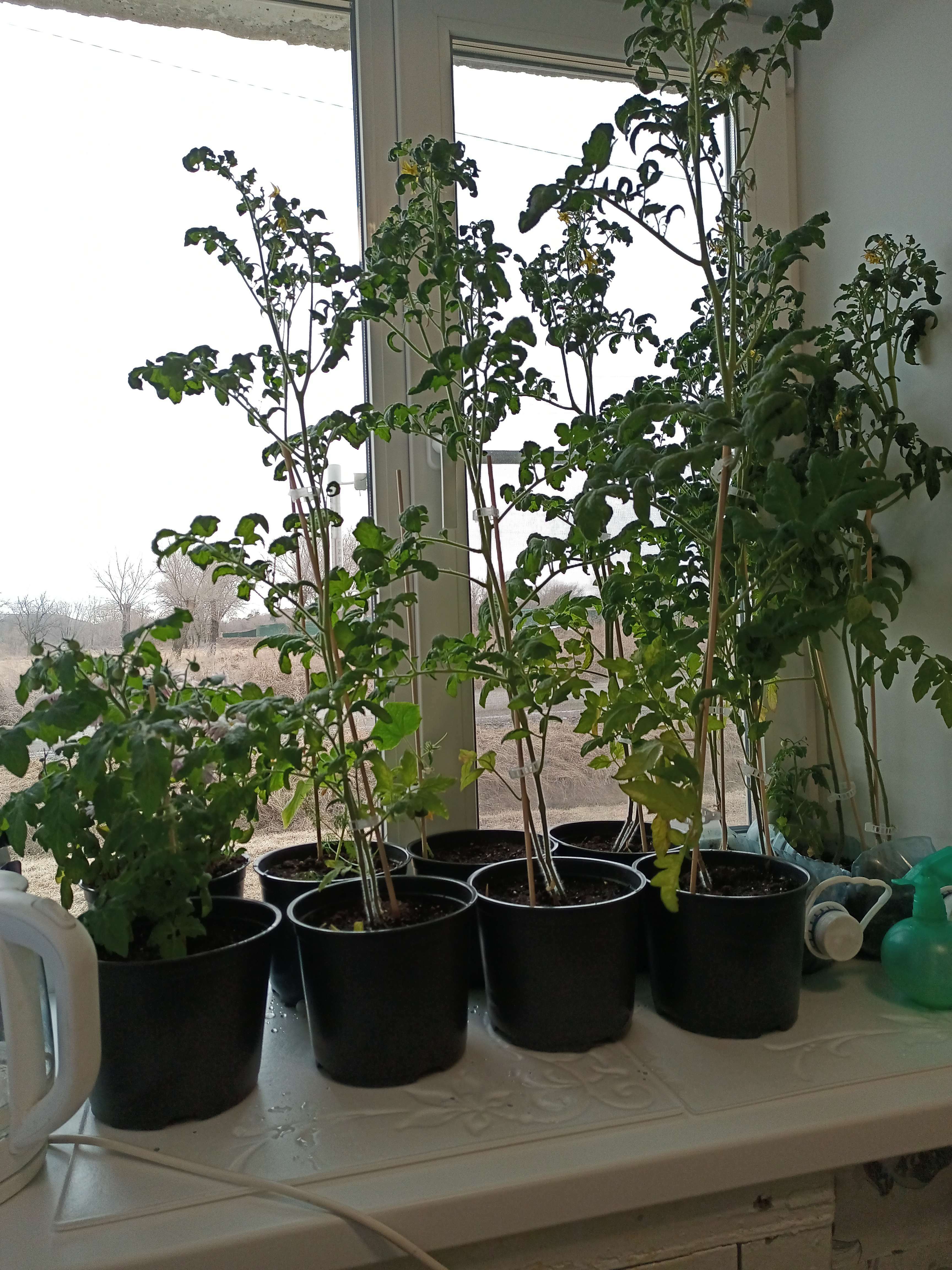 Фотография покупателя товара Семена Томат "Балконный", смесь сортов,0,1 гр - Фото 1