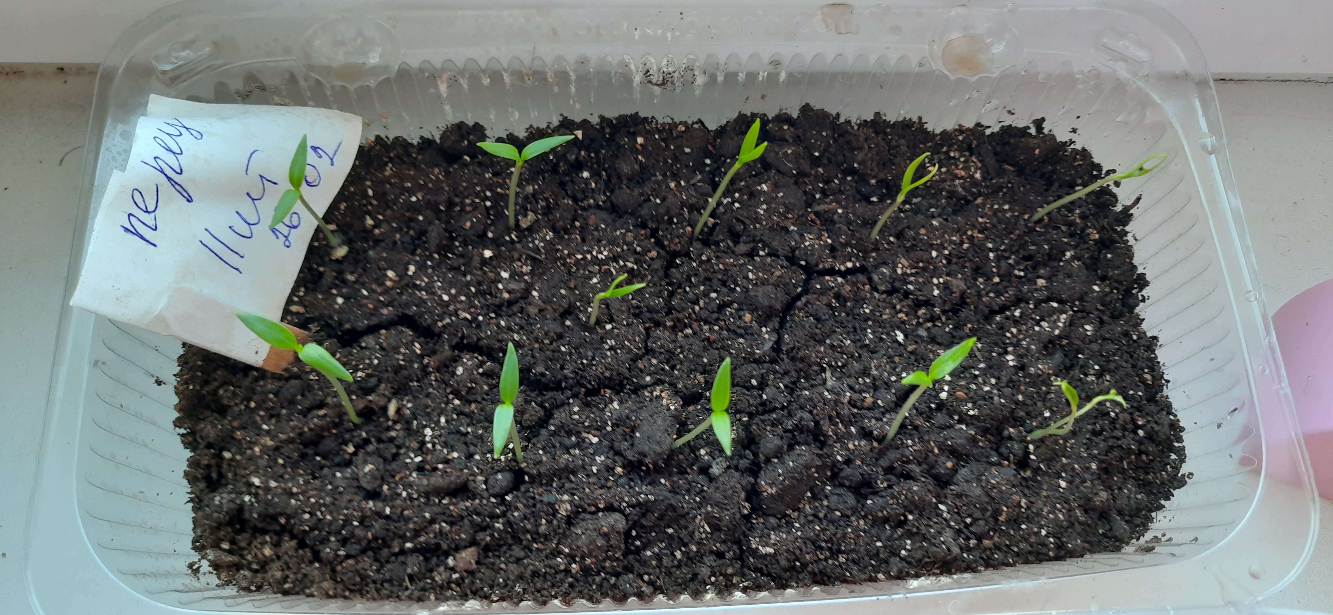 Фотография покупателя товара Семена Перец сладкий "Оранжевый красавец", 15 шт - Фото 2