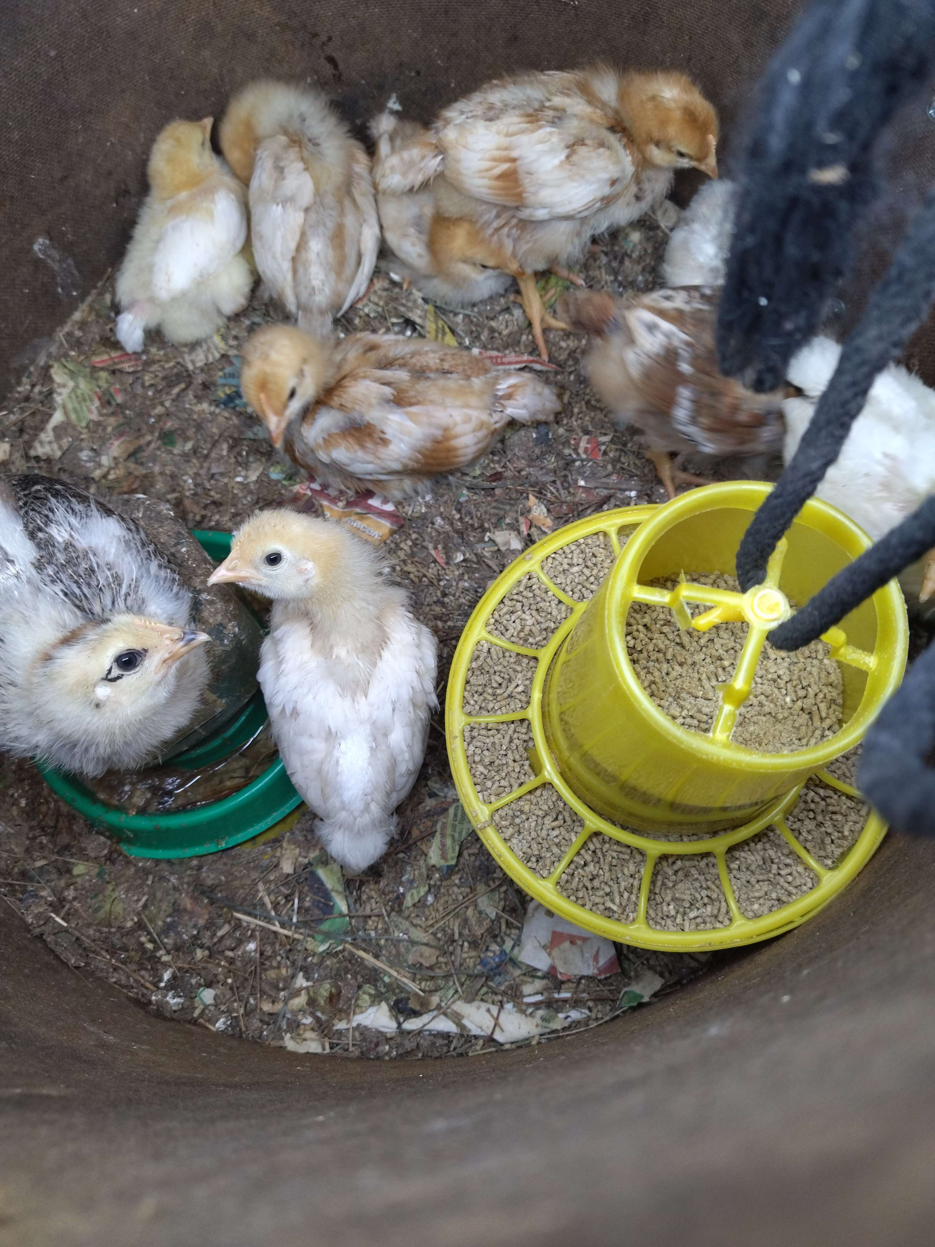 Фотография покупателя товара Кормушка для домашней птицы на 1,5 кг, пластик, Greengo