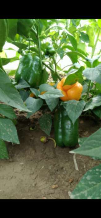 Фотография покупателя товара Семена Перец сладкий "Оранжевый красавец", 15 шт - Фото 1