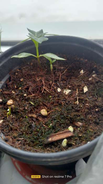 Фотография покупателя товара Семена Перец сладкий "Здоровяк", 0,25 г - Фото 1