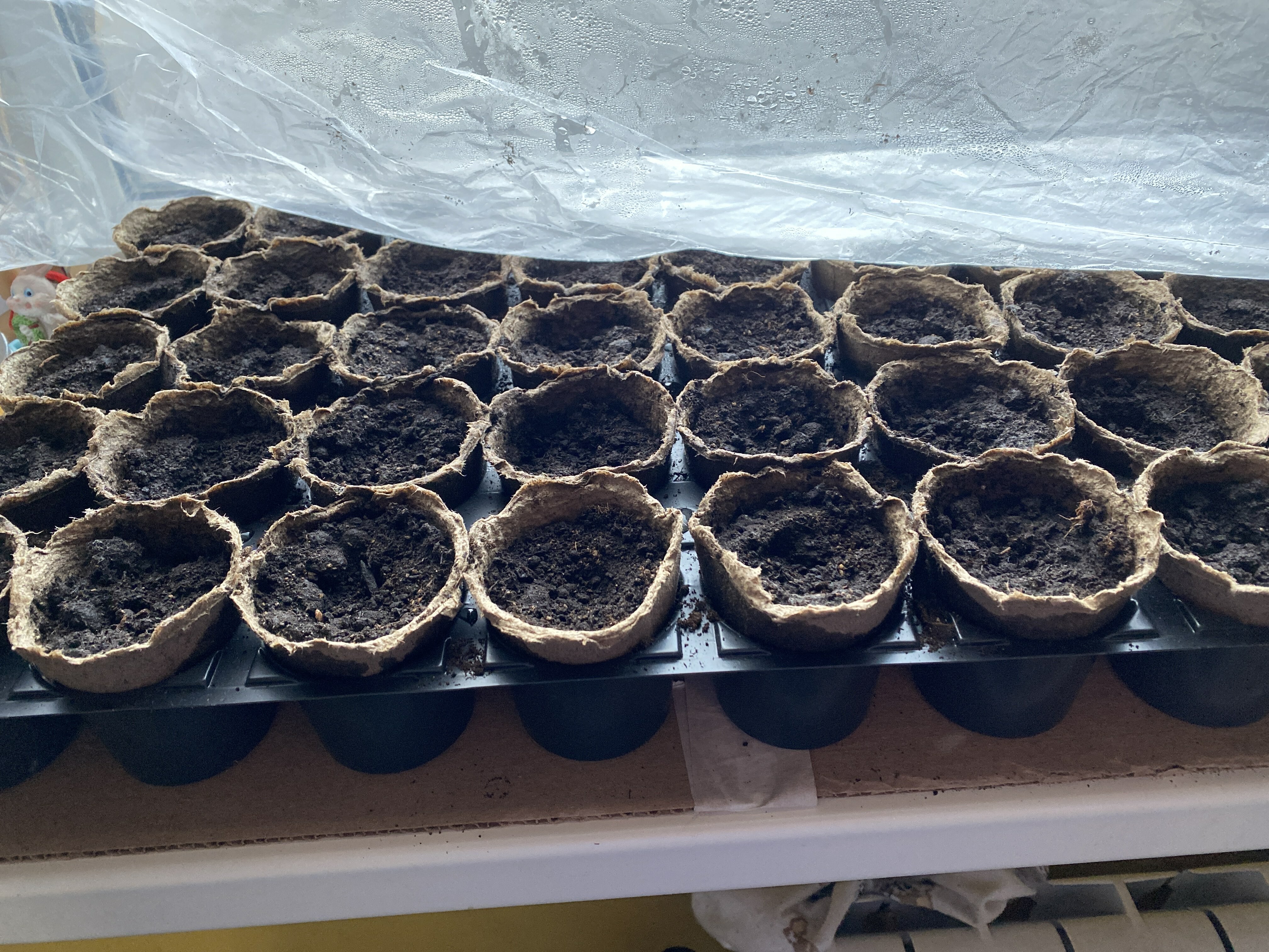 Фотография покупателя товара Набор для рассады: торфяной горшок 6×6 см, кассета на 40 ячеек, Greengo - Фото 3