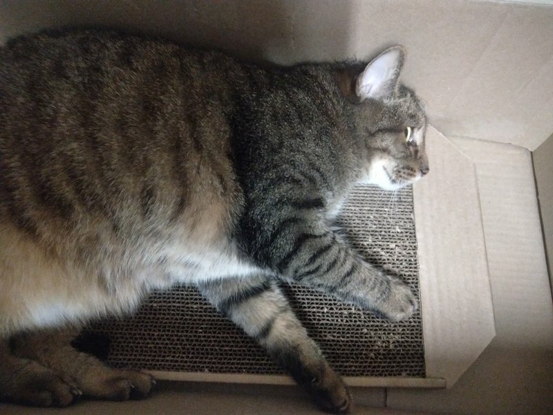 Фотография покупателя товара Когтеточка-лежанка для кошек "Пижон" из гофрокартона, 49 х 23 х 2,5 см, КРАФТ - Фото 20