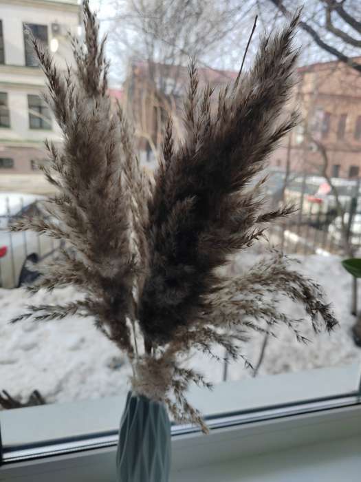 Фотография покупателя товара Сухоцветы «Камыш», h=80 см, (фасовка 5 шт., цена за 1 шт.), бежевые - Фото 14