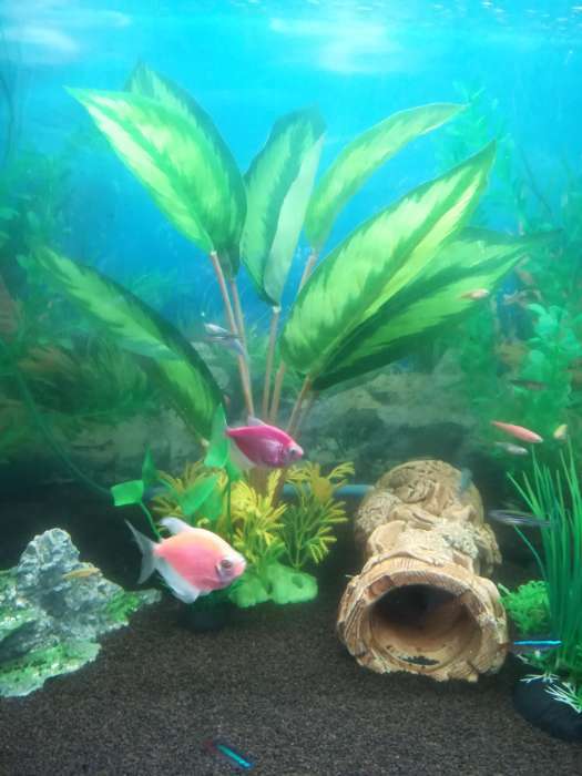 Фотография покупателя товара Растение искусственное аквариумное аквариумное большое, 26 х 10 х 31 см - Фото 2