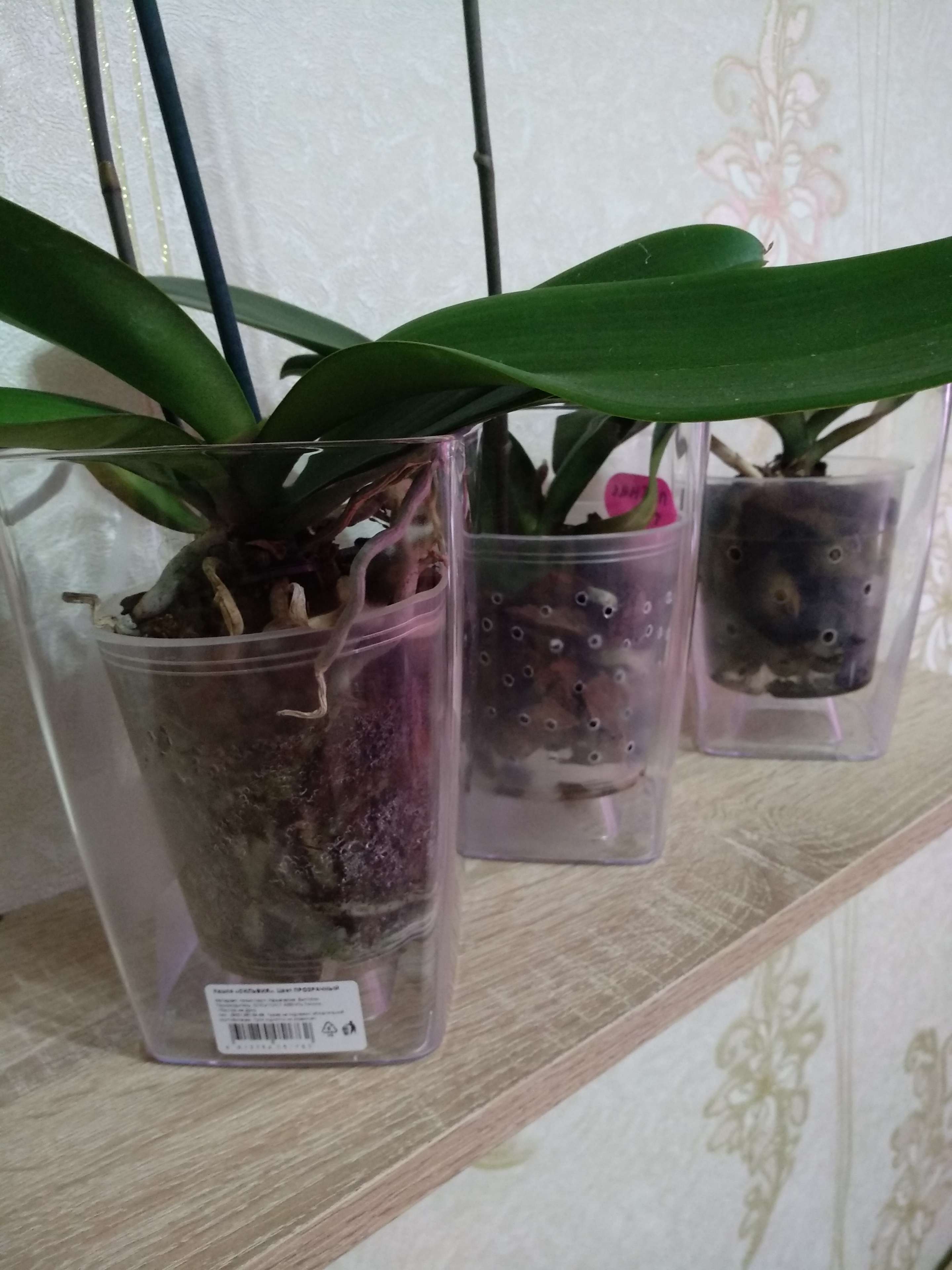 Фотография покупателя товара Кашпо для орхидей «Сильвия», 1,8 л, цвет прозрачный - Фото 3
