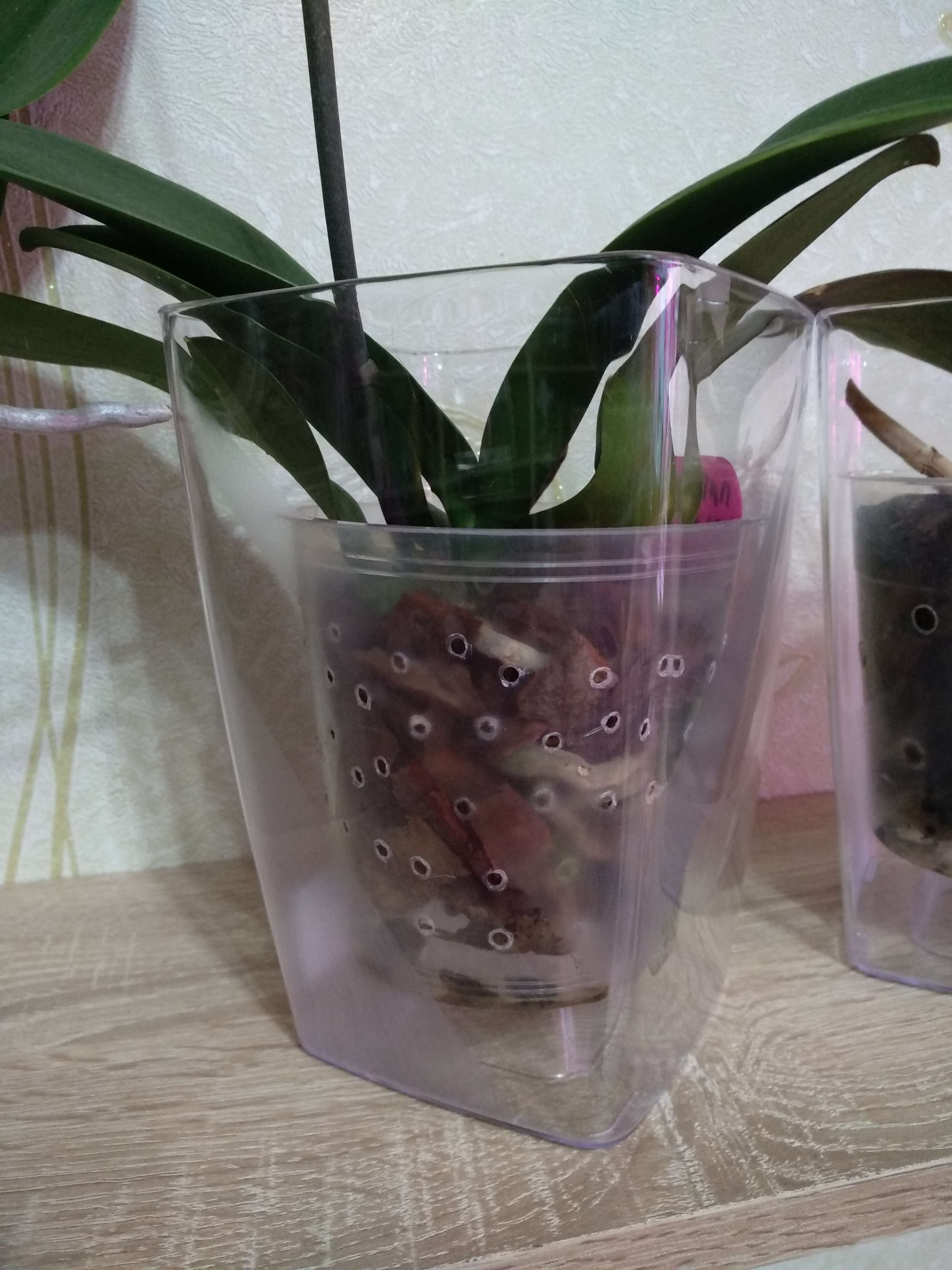 Фотография покупателя товара Кашпо для орхидей «Сильвия», 1,8 л, цвет прозрачный - Фото 5