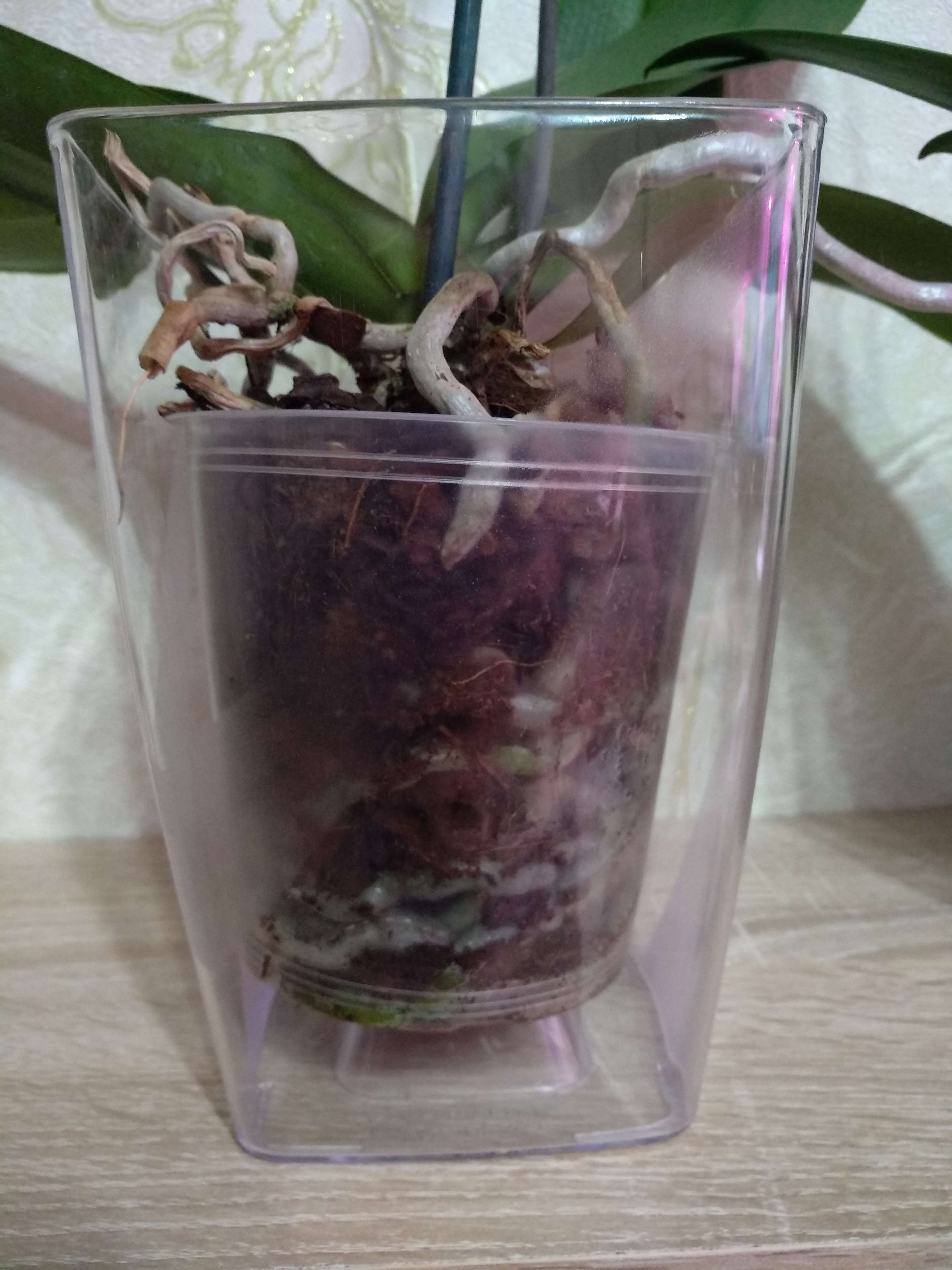 Фотография покупателя товара Кашпо для орхидей «Сильвия», 1,8 л, цвет прозрачный - Фото 6