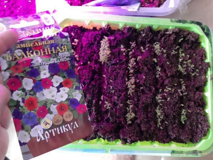 Фотография покупателя товара Семена цветов Петуния ампельная «Балконная», О, 0,05 г. - Фото 3