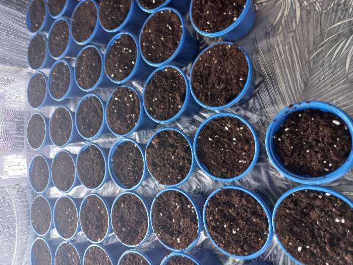 Фотография покупателя товара Горшок для рассады, 500 мл, d = 11 см, h = 8,5 см, МИКС - Фото 1