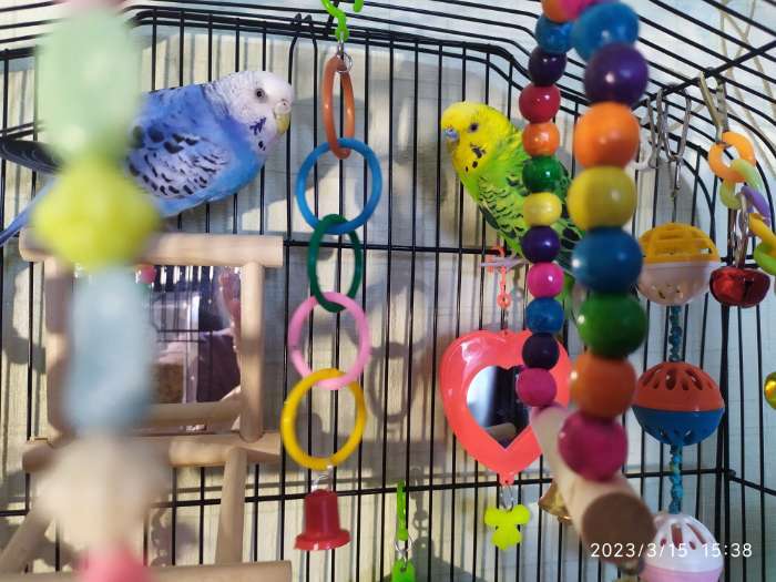 Фотография покупателя товара Игрушка для птиц кольца, микс цветов - Фото 1