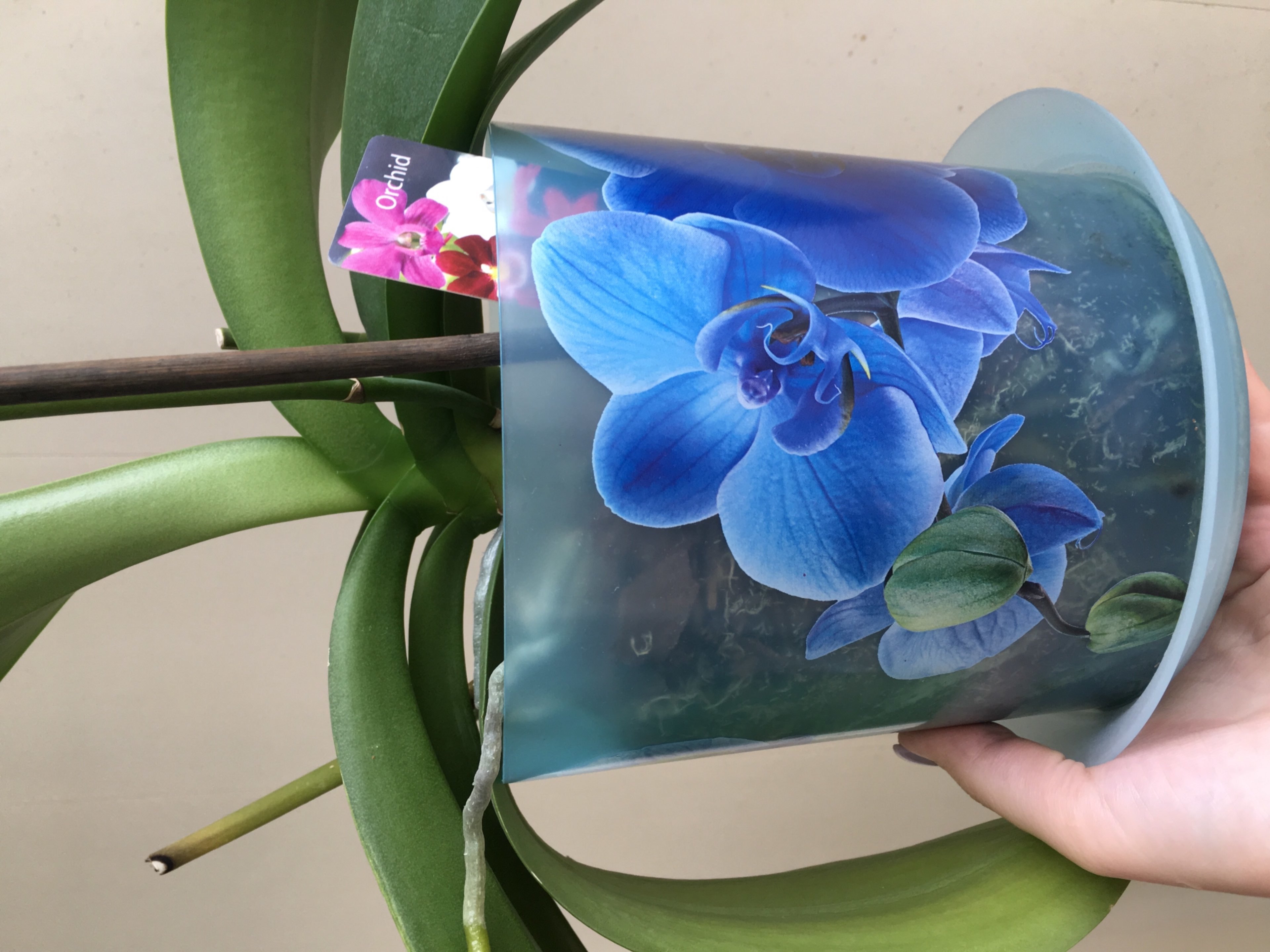 Фотография покупателя товара Горшок для орхидей с поддоном «Деко», 2,4 л, цвет голубой