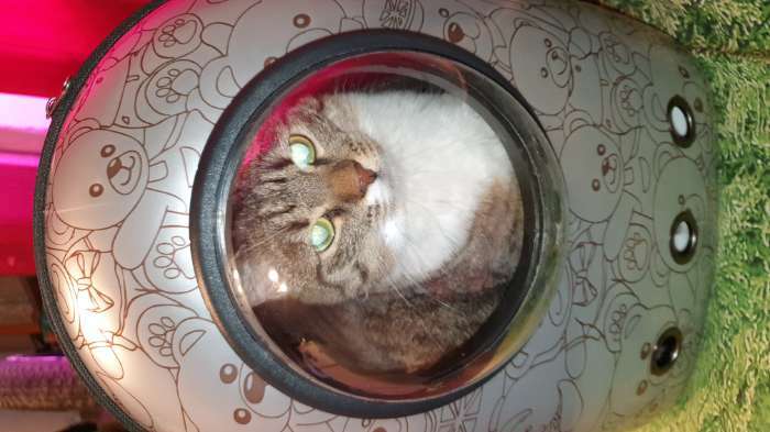 Фотография покупателя товара Рюкзак для переноски кошек и собак "Штрихи", с окном, 32 х 22 х 43 см - Фото 1
