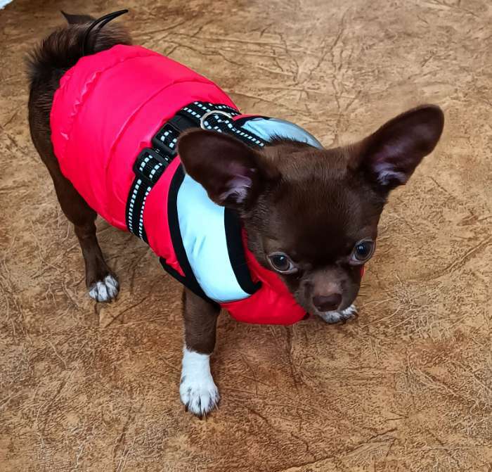 Фотография покупателя товара Куртка для собак со светоотражающей шлейкой, размер 18 (ДС 40, ОГ 50, ОШ 38),красная - Фото 1