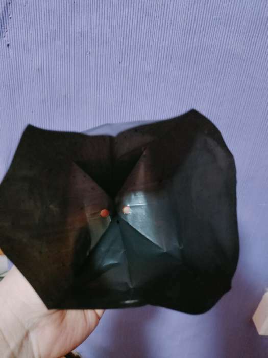 Фотография покупателя товара Пакет для рассады, 600 мл, 8 × 14 см, полиэтилен толщиной 50 мкм, с перфорацией, чёрный, Greengo