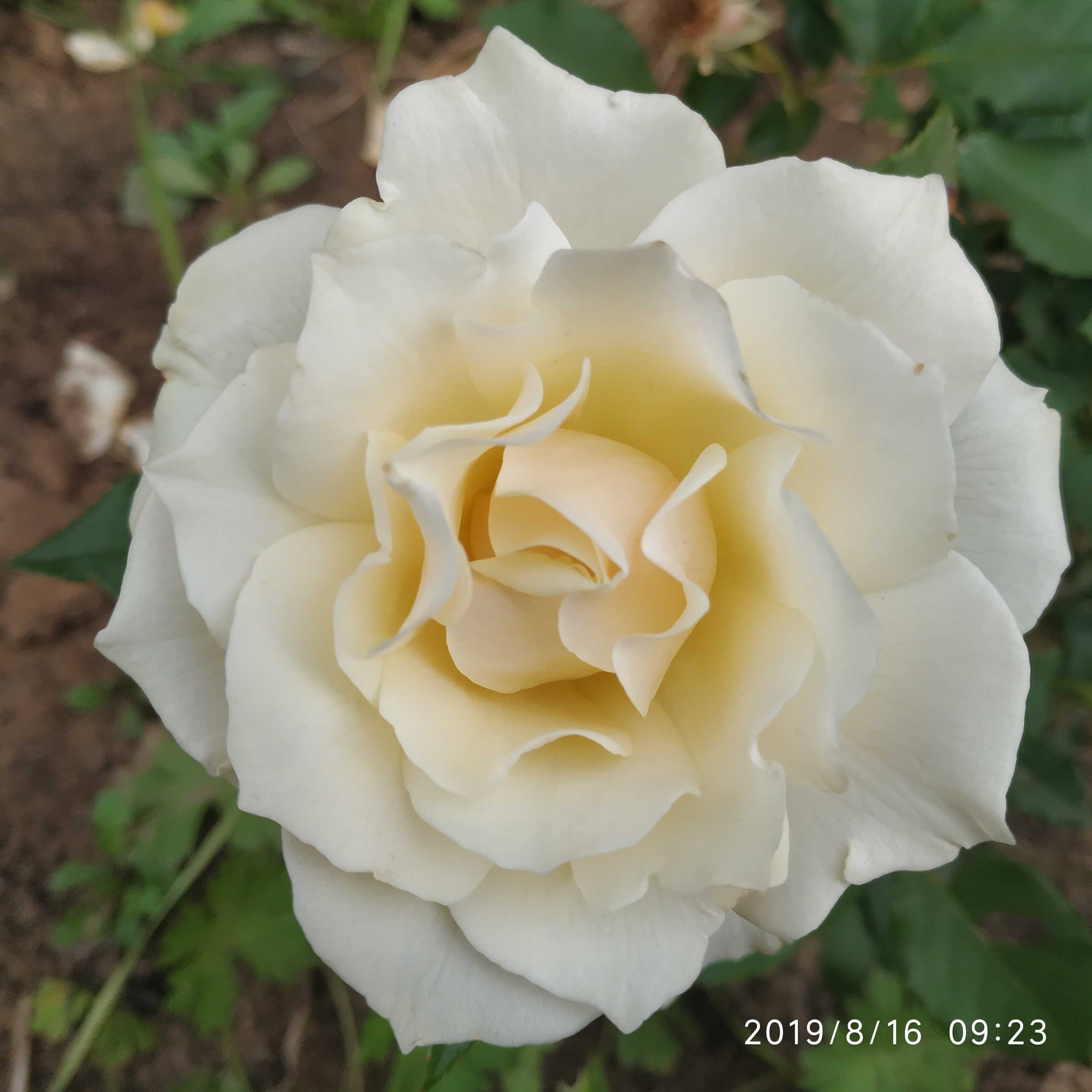 Фотография покупателя товара Саженец розы Эдельвейс 3-х летний, 20 см - Фото 1