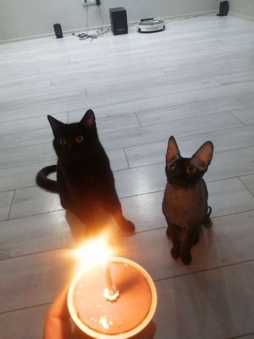 Фотография покупателя товара Консервы VitAnimals для кошек, индейка, ламистер, 125 г. - Фото 1