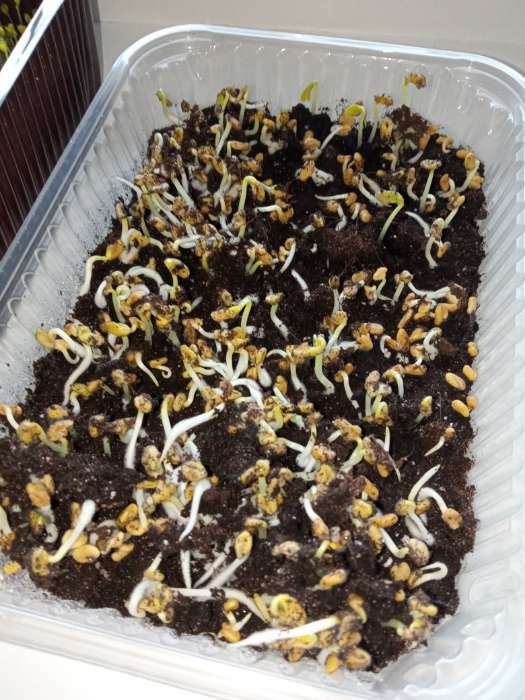 Фотография покупателя товара Семена Микрозелень Пажитник Фенугрик,  5 г - Фото 1