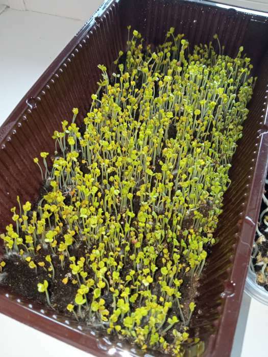 Фотография покупателя товара Семена микрозелень «Индау Руккола», 3 г - Фото 6